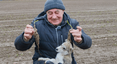 Ivan Zakharenko shows off his young garlic roots