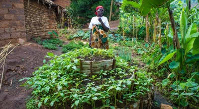 A thriving kitchen garden in Burundi, constructed with support from Concern. Photo: Concern Worldwide.