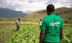 Concern staff member in field with two farmers
